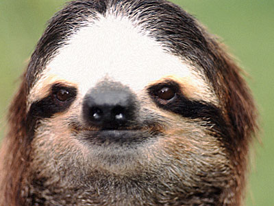 Sloths Images