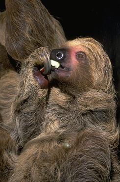 photograph of a Hoffman's sloth