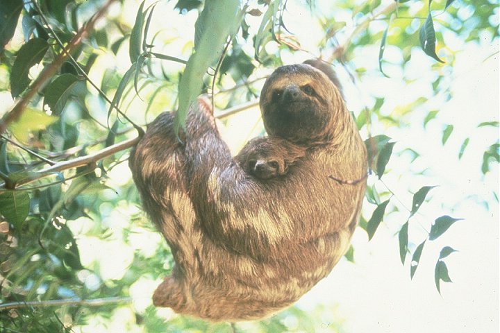 sloth!